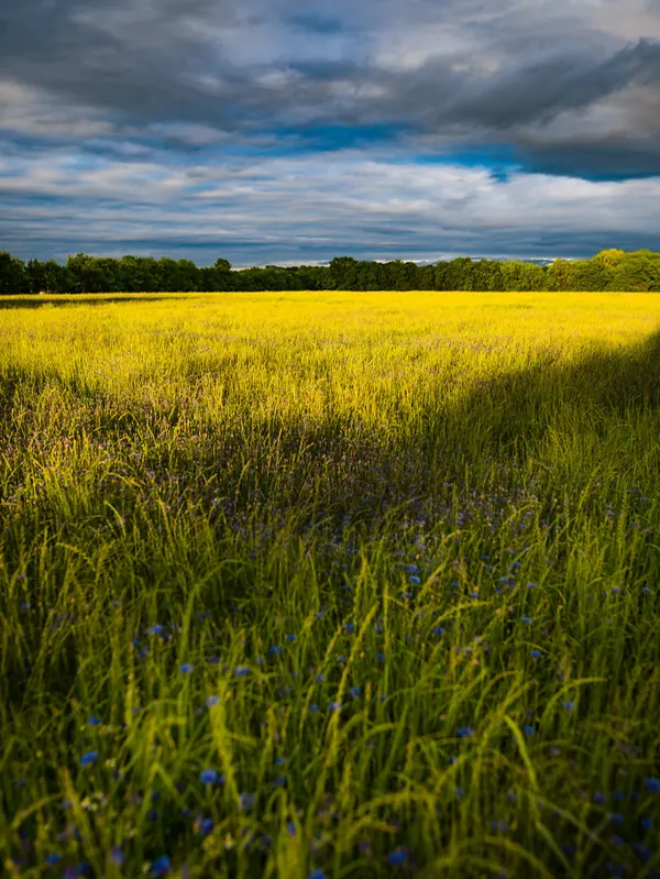 Tall green grass in an open Harrisburg field under a cloudy sky
